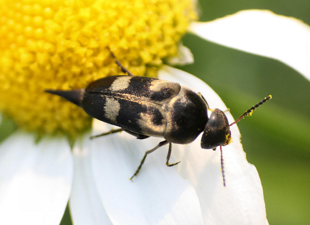 Variimorda villosa da confermare